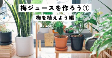 梅ジュースを作ろう！①-梅を植えよう編-
